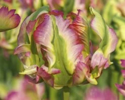 Tulip 'Green Wave' -Plants And Flowers Shop tulip green wave 2 cb305db2 e661 4fab 8aa8 00b4bb3e28a7