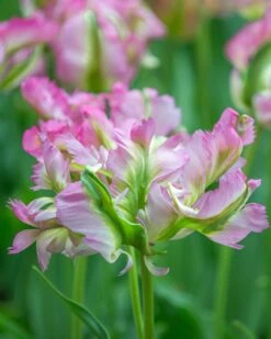 Tulip 'Green Wave' -Plants And Flowers Shop tulip green wave 3