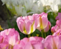 Tulip 'Greenland' 12 Tulip 'Greenland' -Plants And Flowers Shop tulip greenland 1