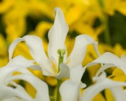 Tulip 'Healthcare' 18 Tulip 'Healthcare' -Plants And Flowers Shop tulip healthcare 0