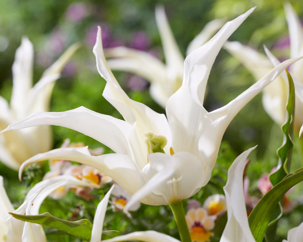 Tulip 'Healthcare' 4 Tulip 'Healthcare' - Image 4