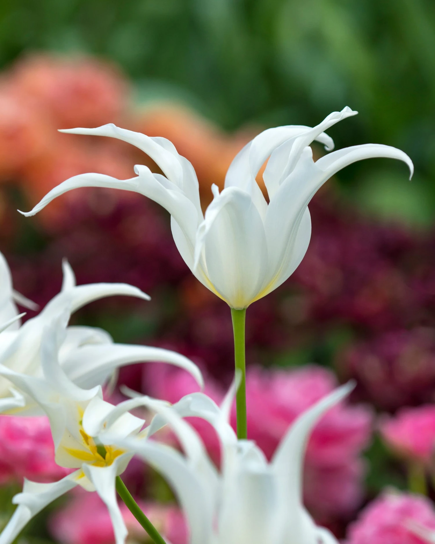 Tulip 'Healthcare' 1 Tulip 'Healthcare'