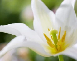 Tulip 'Healthcare' 14 Tulip 'Healthcare' -Plants And Flowers Shop tulip healthcare 2 3e09d3f1 e7f3 484e 8ca7 91a91ac37c33