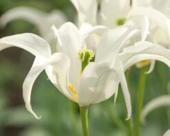 Tulip 'Healthcare' 17 Tulip 'Healthcare' -Plants And Flowers Shop tulip healthcare 3