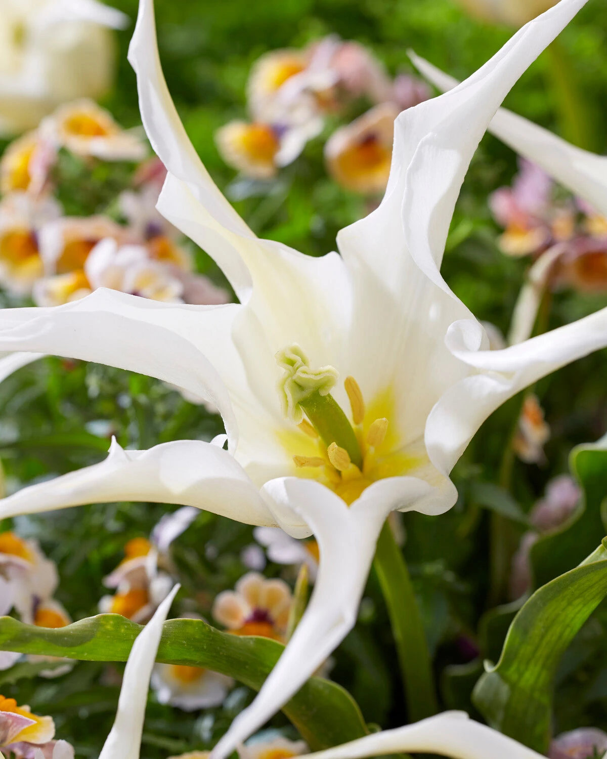 Tulip 'Healthcare' 2 Tulip 'Healthcare' - Image 2