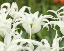 Tulip 'Healthcare' 19 Tulip 'Healthcare' -Plants And Flowers Shop tulip healthcare 4