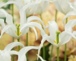 Tulip 'Healthcare' 15 Tulip 'Healthcare' -Plants And Flowers Shop tulip healthcare 5