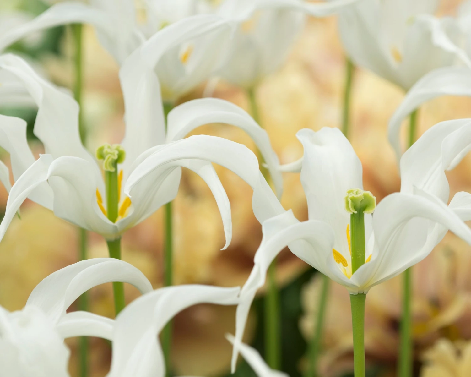 Tulip 'Healthcare' 6 Tulip 'Healthcare' - Image 6