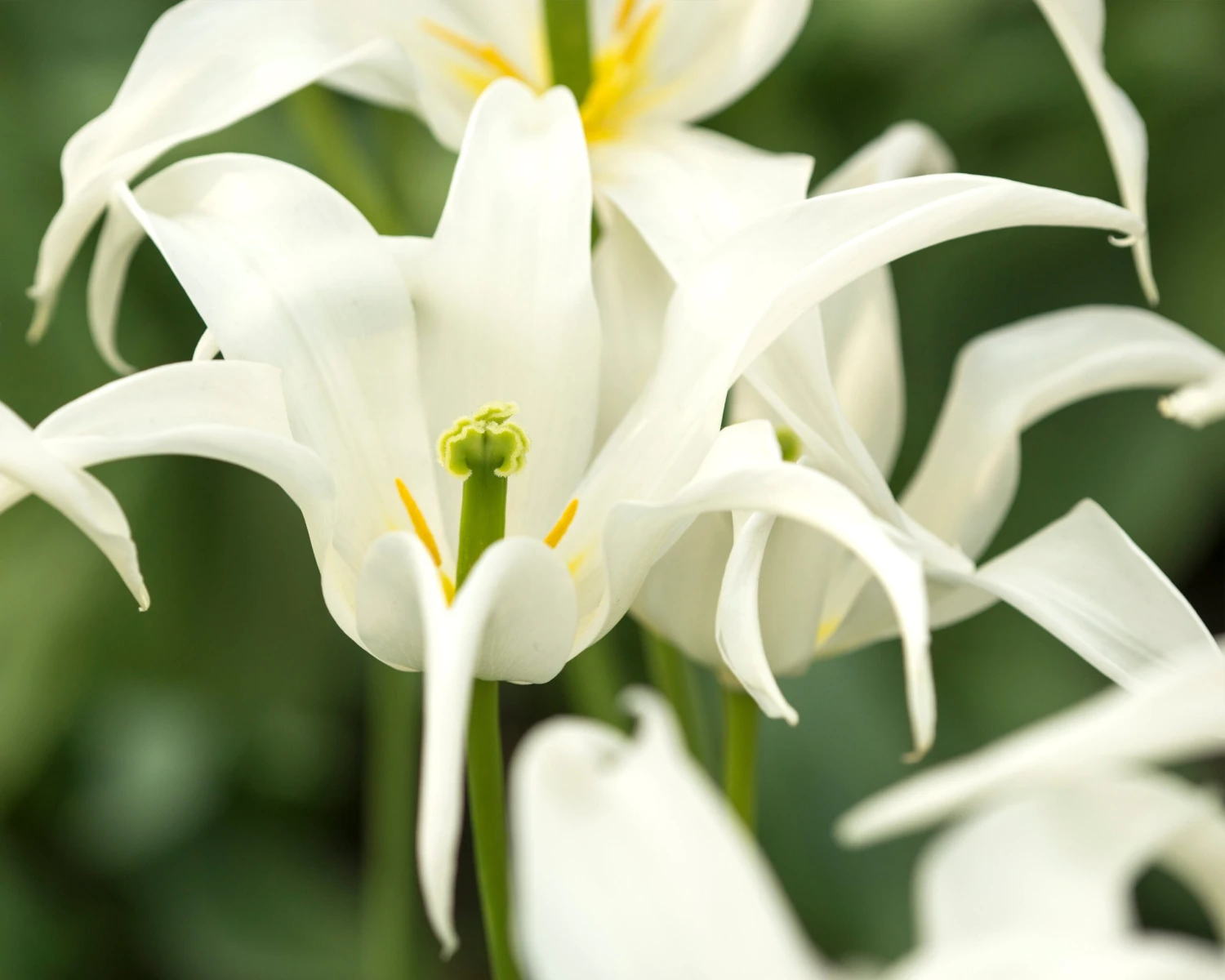 Tulip 'Healthcare' 3 Tulip 'Healthcare' - Image 3