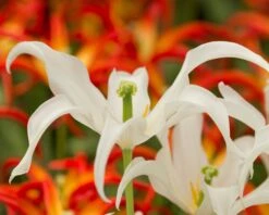 Tulip 'Healthcare' 16 Tulip 'Healthcare' -Plants And Flowers Shop tulip healthcare 7