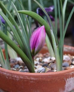 Tulip Humilis 'Helene' -Plants And Flowers Shop tulip helen 9