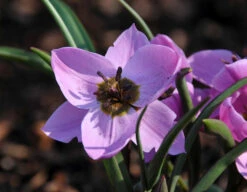 Tulip Humilis 'Helene' -Plants And Flowers Shop tulip helene 1