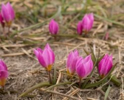 Tulip Humilis 'Helene' -Plants And Flowers Shop tulip helene 3