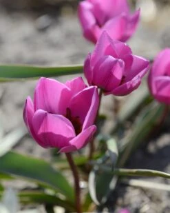 Tulip Humilis 'Helene' -Plants And Flowers Shop tulip helene 4