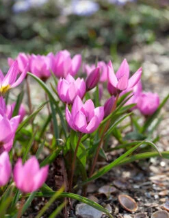 Tulip Humilis 'Helene' -Plants And Flowers Shop tulip helene 5