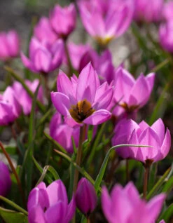 Tulip Humilis 'Helene' -Plants And Flowers Shop tulip helene 6