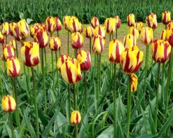 Tulip 'Helmar' -Plants And Flowers Shop tulip helmar 4 bf7e57a2 d5dd 4723 95ae 84854f5ca23d
