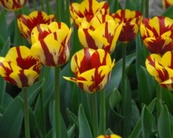 Tulip 'Helmar' -Plants And Flowers Shop tulip helmar 5