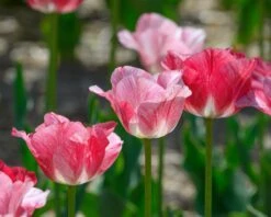 Tulip 'Hemisphere' -Plants And Flowers Shop tulip hemisphere 2