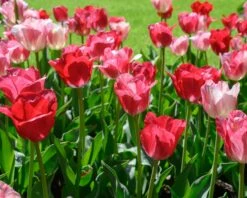 Tulip 'Hemisphere' -Plants And Flowers Shop tulip hemisphere 3