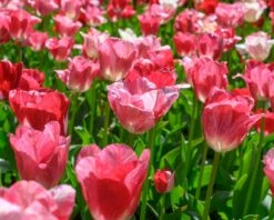Tulip 'Hemisphere' -Plants And Flowers Shop tulip hemisphere 4