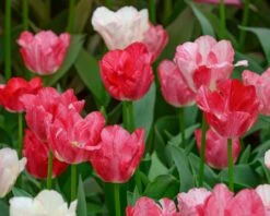 Tulip 'Hemisphere' -Plants And Flowers Shop tulip hemisphere 5