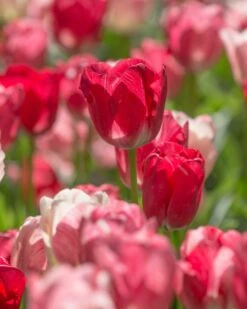 Tulip 'Hemisphere' -Plants And Flowers Shop tulip hemisphere 6