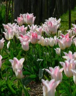 Tulip 'Holland Chic' -Plants And Flowers Shop tulip holland chic 1