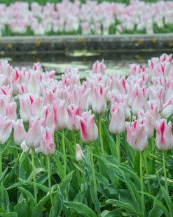Tulip 'Holland Chic' -Plants And Flowers Shop tulip holland chic 3