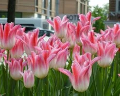 Tulip 'Holland Chic' -Plants And Flowers Shop tulip holland chic 7