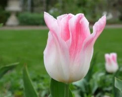 Tulip 'Holland Chic' -Plants And Flowers Shop tulip holland chic 8