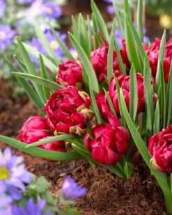 Tulip 'TĂȘte-a-TĂȘte'