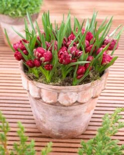 Tulip 'Tête-a-Tête' -Plants And Flowers Shop tulip humilis tete a tete 2