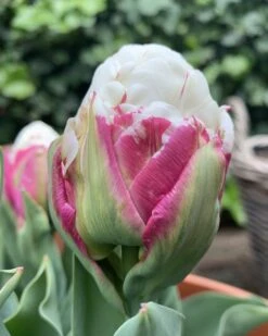 Tulip 'Ice Cream' -Plants And Flowers Shop tulip ice cream 01