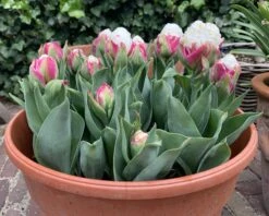 Tulip 'Ice Cream' -Plants And Flowers Shop tulip ice cream 02