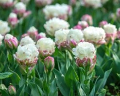 Tulip 'Ice Cream' -Plants And Flowers Shop tulip ice cream 1