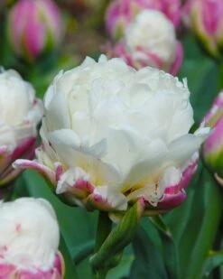 Tulip 'Ice Cream' -Plants And Flowers Shop tulip ice cream 4