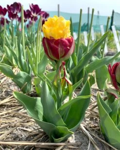 Tulip 'Ice Cream Banana' -Plants And Flowers Shop tulip ice cream banana 01