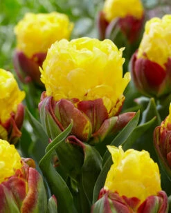 Tulip 'Ice Cream Banana' -Plants And Flowers Shop tulip ice cream banana 2