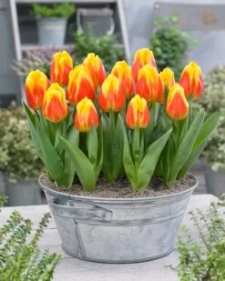 Tulip 'Ice Lolly' 10 Tulip 'Ice Lolly' -Plants And Flowers Shop tulip ice lolly 0