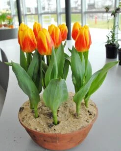 Tulip 'Ice Lolly' 8 Tulip 'Ice Lolly' -Plants And Flowers Shop tulip ice lolly 2