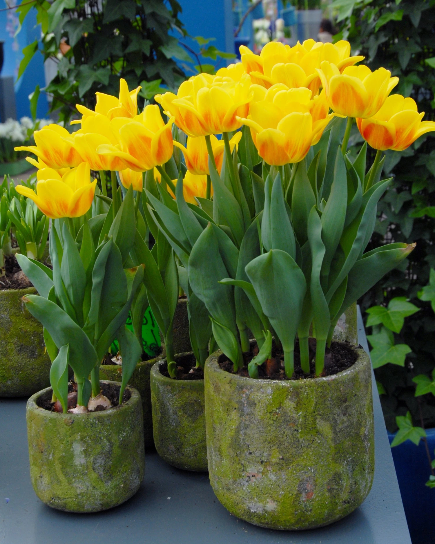 Tulip 'Ice Lolly' 1 Tulip 'Ice Lolly'