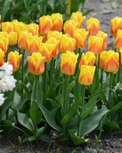 Tulip 'Ice Lolly' 9 Tulip 'Ice Lolly' -Plants And Flowers Shop tulip ice lolly 4