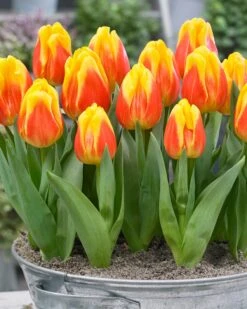 Tulip 'Ice Lolly' 11 Tulip 'Ice Lolly' -Plants And Flowers Shop tulip ice lolly 5