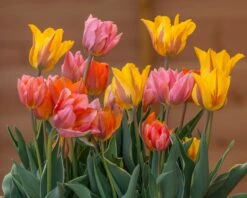Tulip Collection 'Irene's Heirloom' -Plants And Flowers Shop tulip irene heirloom 5