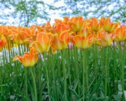 Tulip 'Je T'aime' -Plants And Flowers Shop tulip je taime 3