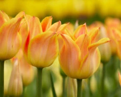 Tulip 'Je T'aime' -Plants And Flowers Shop tulip je taime 5