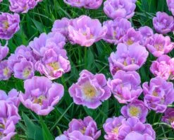 Tulip 'Katinka' -Plants And Flowers Shop tulip katinka 1