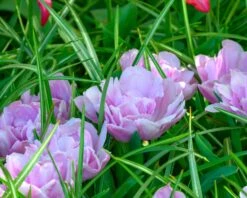 Tulip 'Katinka' -Plants And Flowers Shop tulip katinka 2