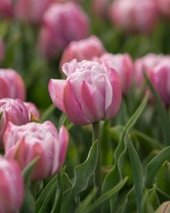 Tulip 'Katinka' -Plants And Flowers Shop tulip katinka 3